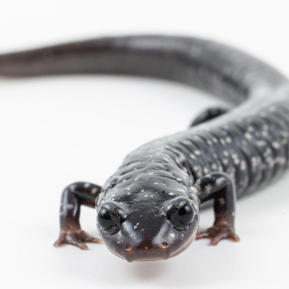Black salamander with white specks on its body.