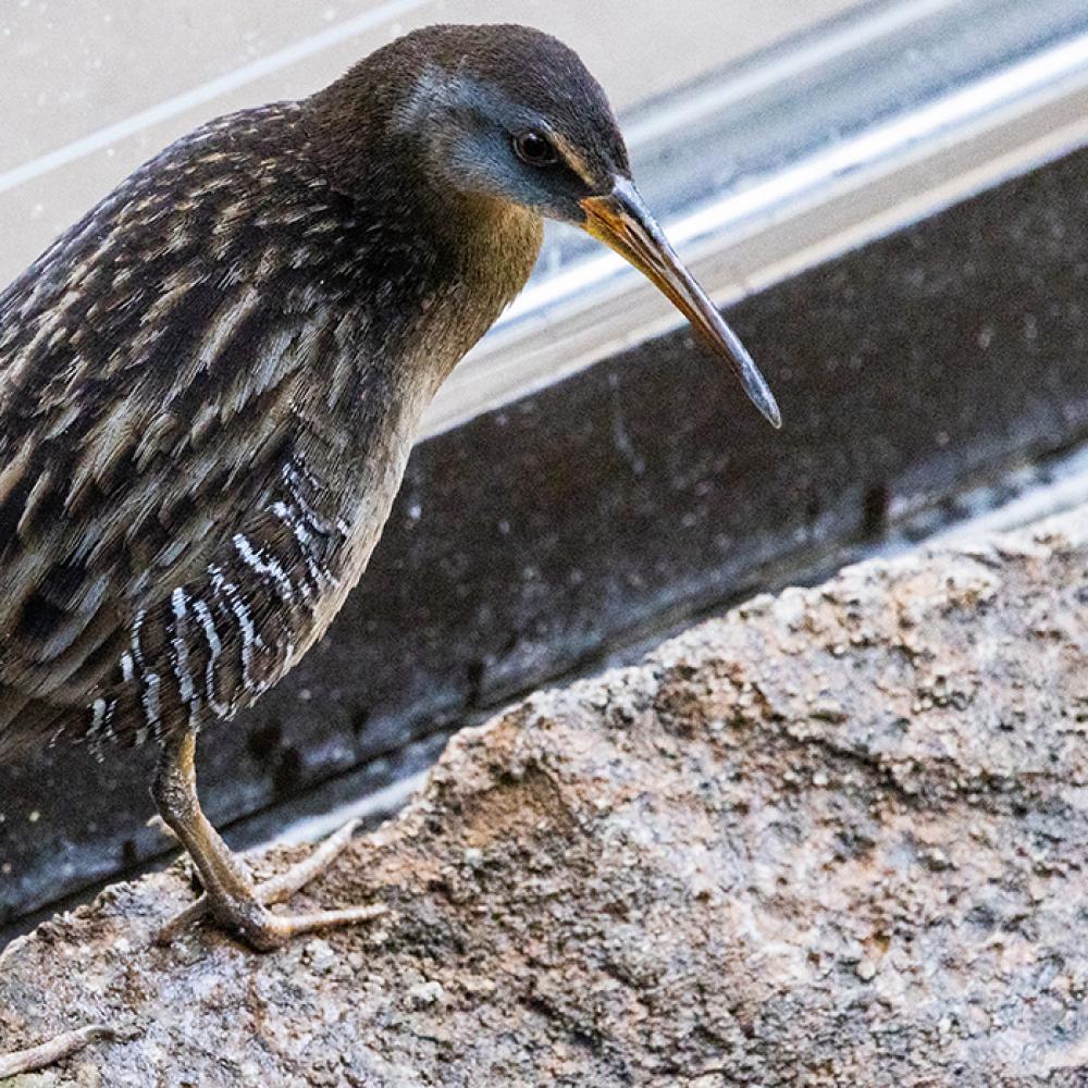 Clapper rail at the Bird House