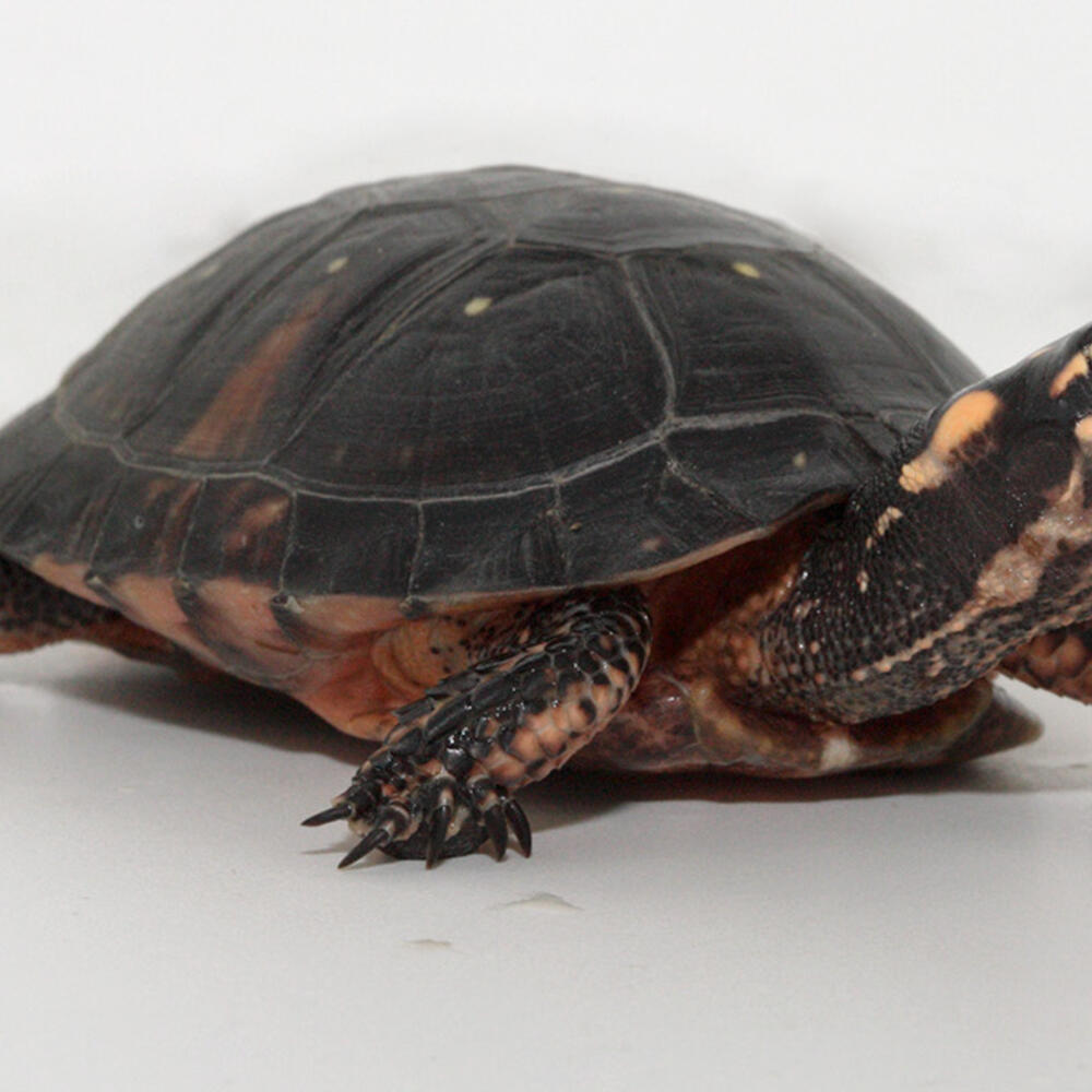 A brown turtle with yellow polka dot spots