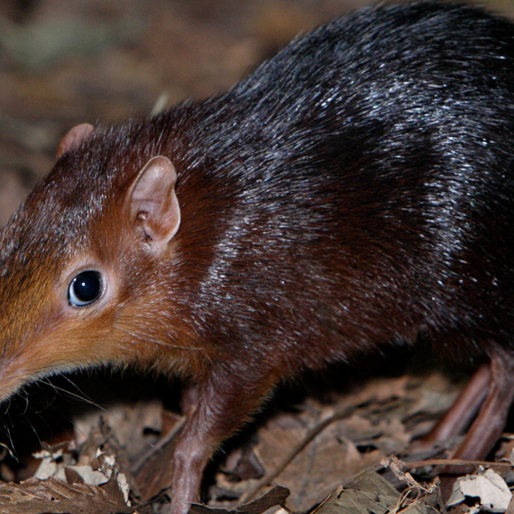 Black and rufous elephant shrew looking at the photographer