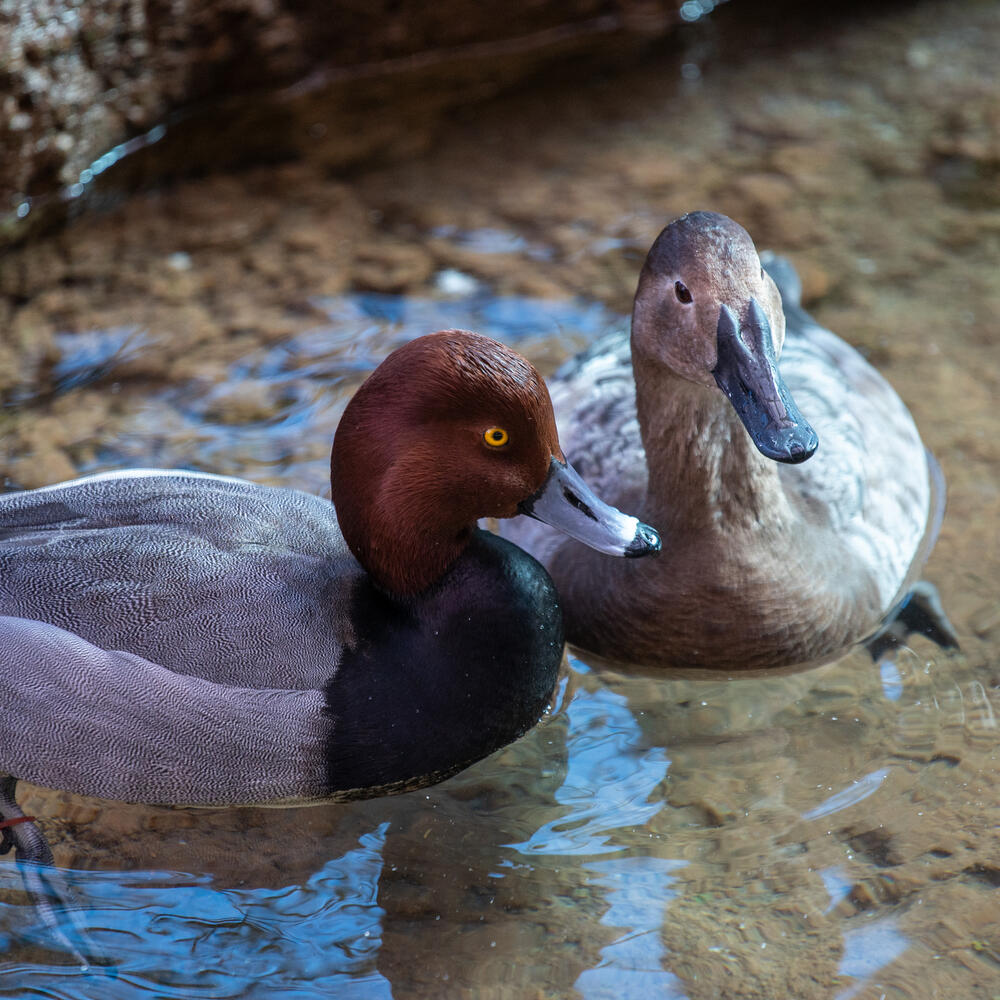 Male and female canvasback ducks floating in a pond
