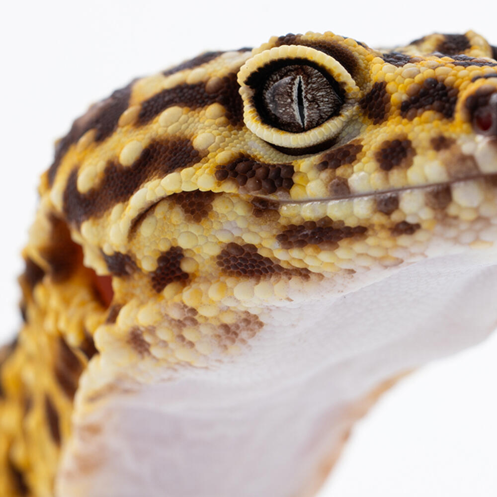 Iranian fat-tailed gecko head on a white background