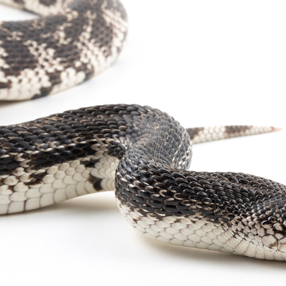 Pine snake on a white background