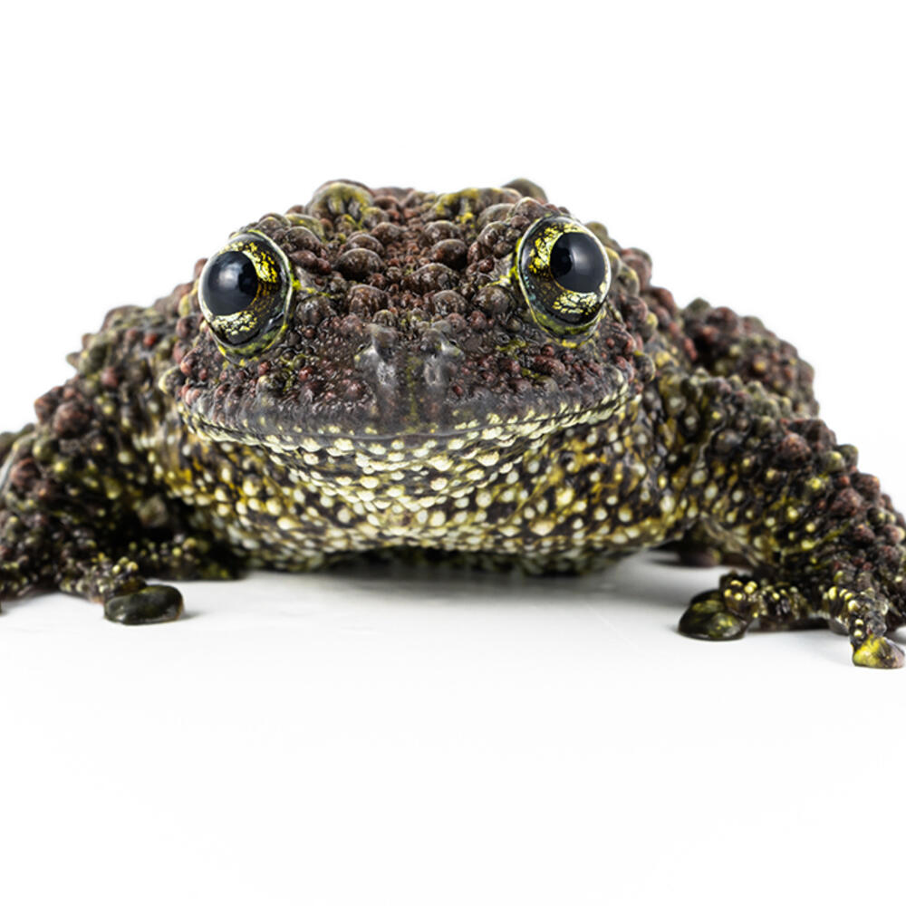 Vietnamese mossy frog on a white background