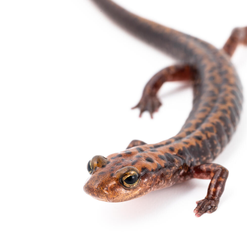Long-tailed salamander on a white background