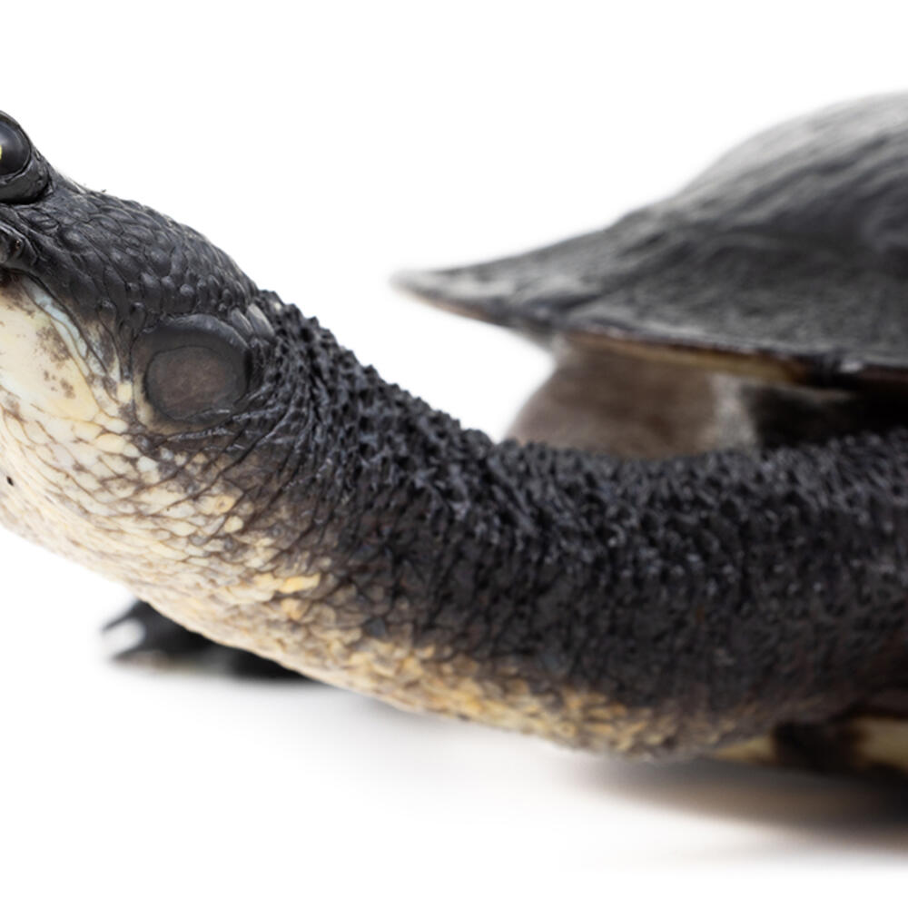 Australian snake-necked turtle on white background