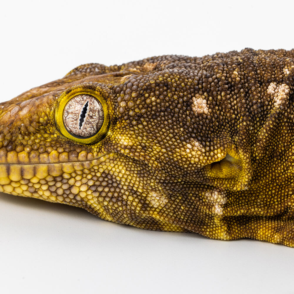 New Caledonian gecko head on a white background