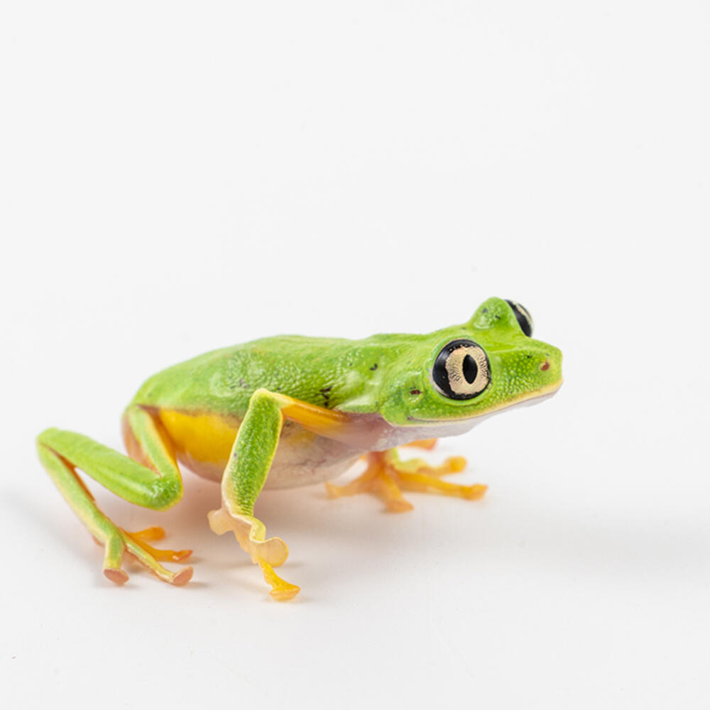 Lemur leaf frog on a white background