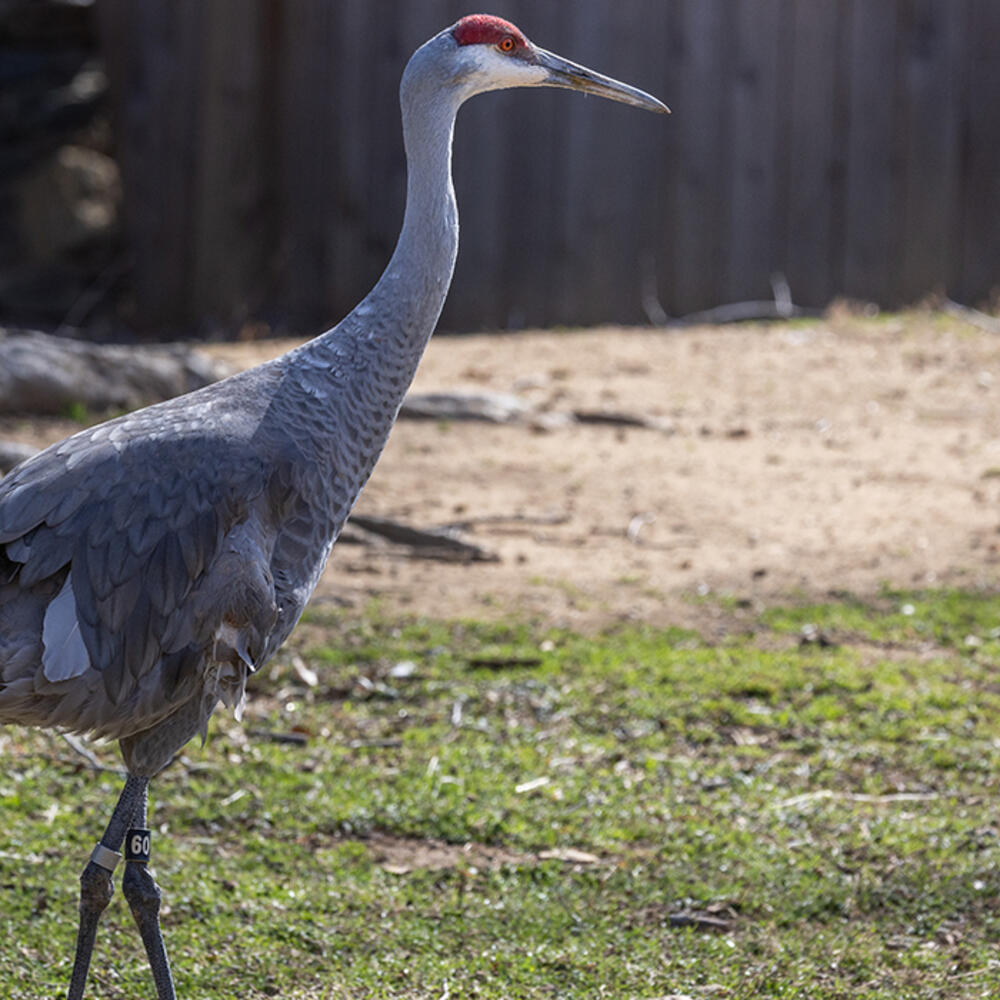 Sandhill crane patrolling a grassy yard