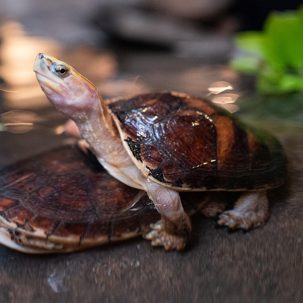A turtle stacked on top of another turtle