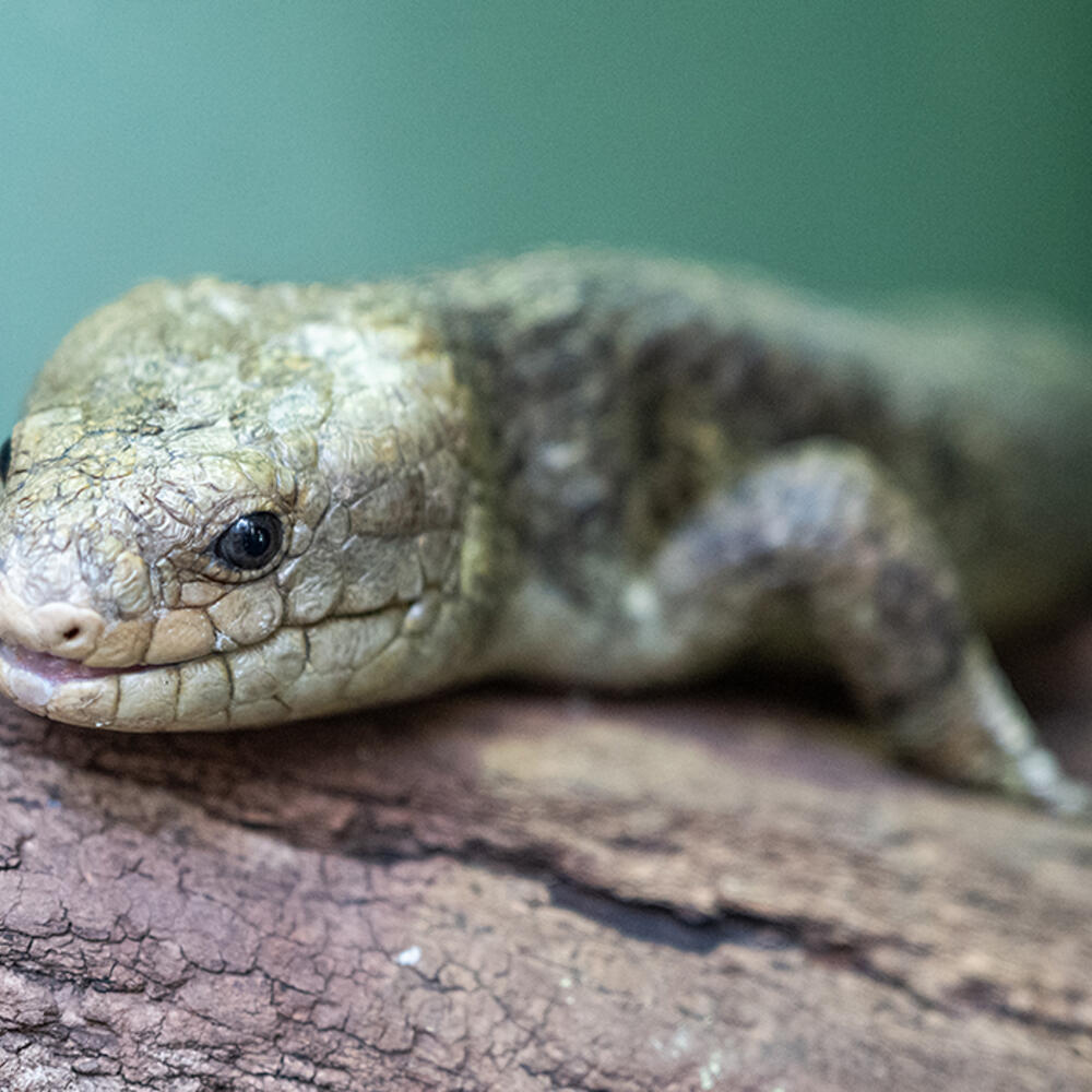 A skink with a large, green head