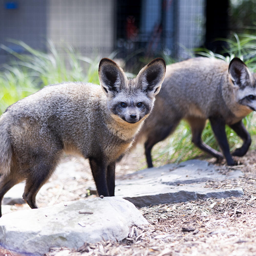Two bat-eared foxes in their outdoor habitat.