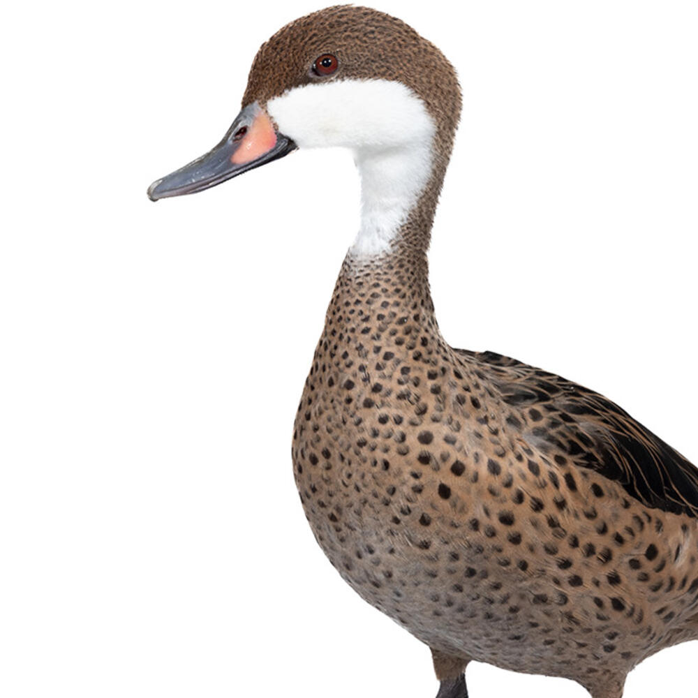 A duck with white cheeks and throat and a body light brown with dark spots on the chest and belly.