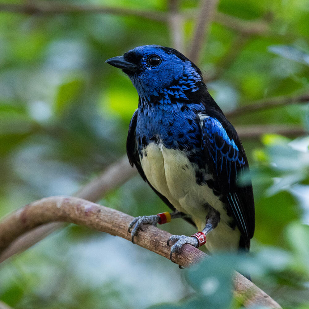 Closeup of a turquoise tanager