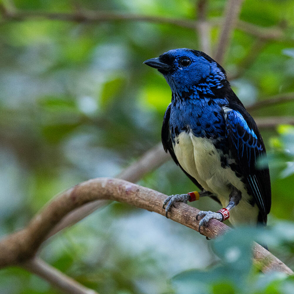 A black-and blue bird with a pale yellow belly.
