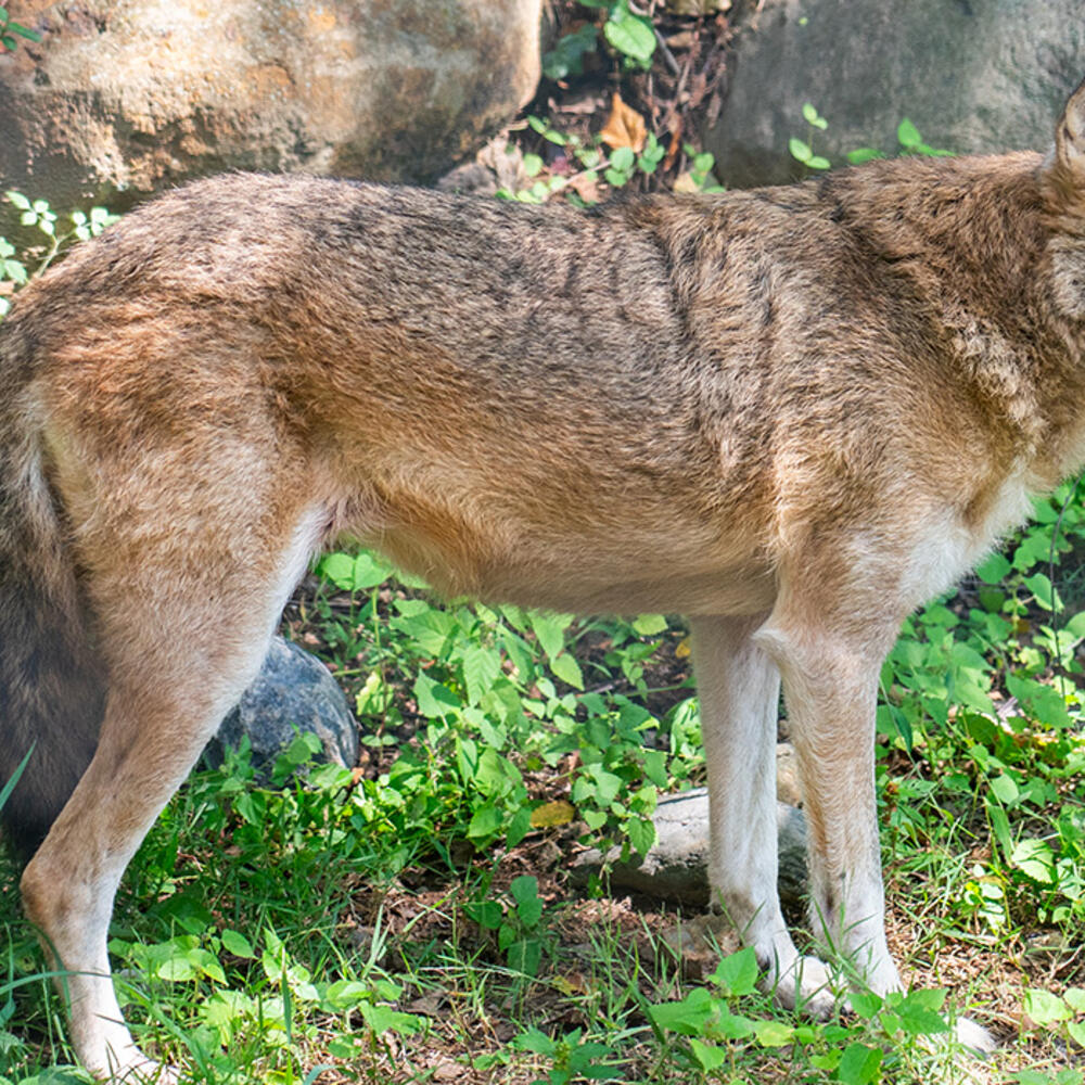 Side view of a red wolf in natural terrain.