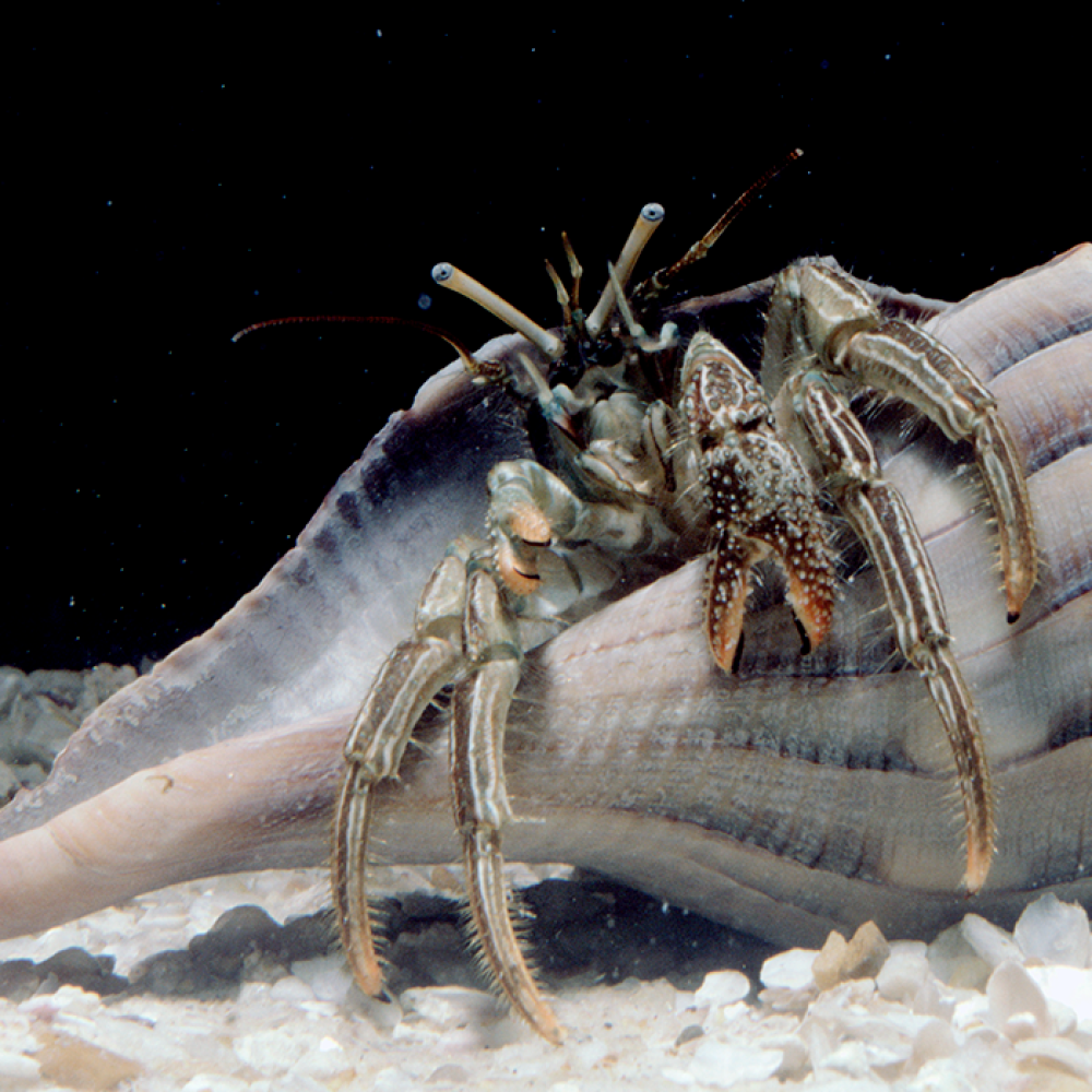 A striped hermit crab holds several claws and legs over the edge of a conch-shaped shell resting on light-colored rocks.