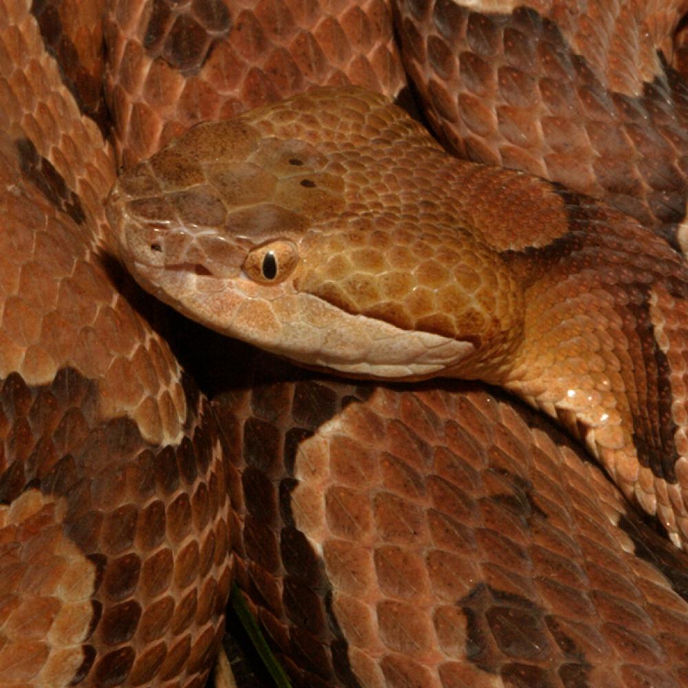 A copper colored snake with dark bands along its body, called a northern copperhead