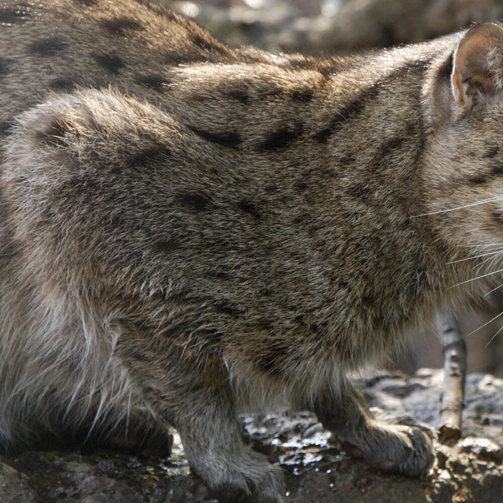 A medium-sized cat with thick fur with dark spots and stripes hunches down on a rock near water