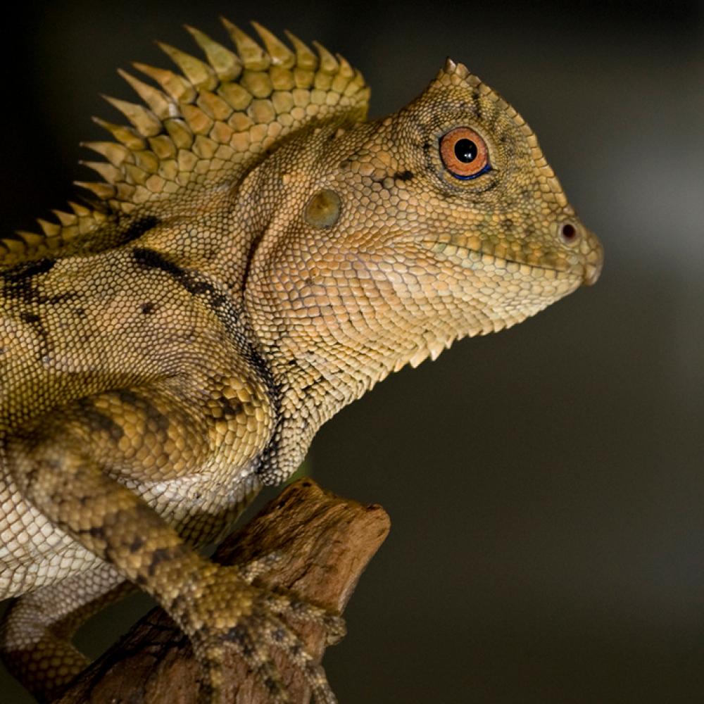 A chameleon forest dragon with mottled brown skin and a spiked crest at the base of its neck.