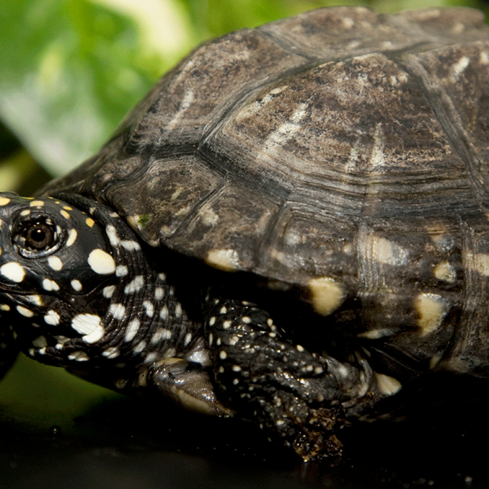 A small turtle with dark brown and white-spotted, scaly skin and a dome-shaped shell stands on a table with greenery in the background.
