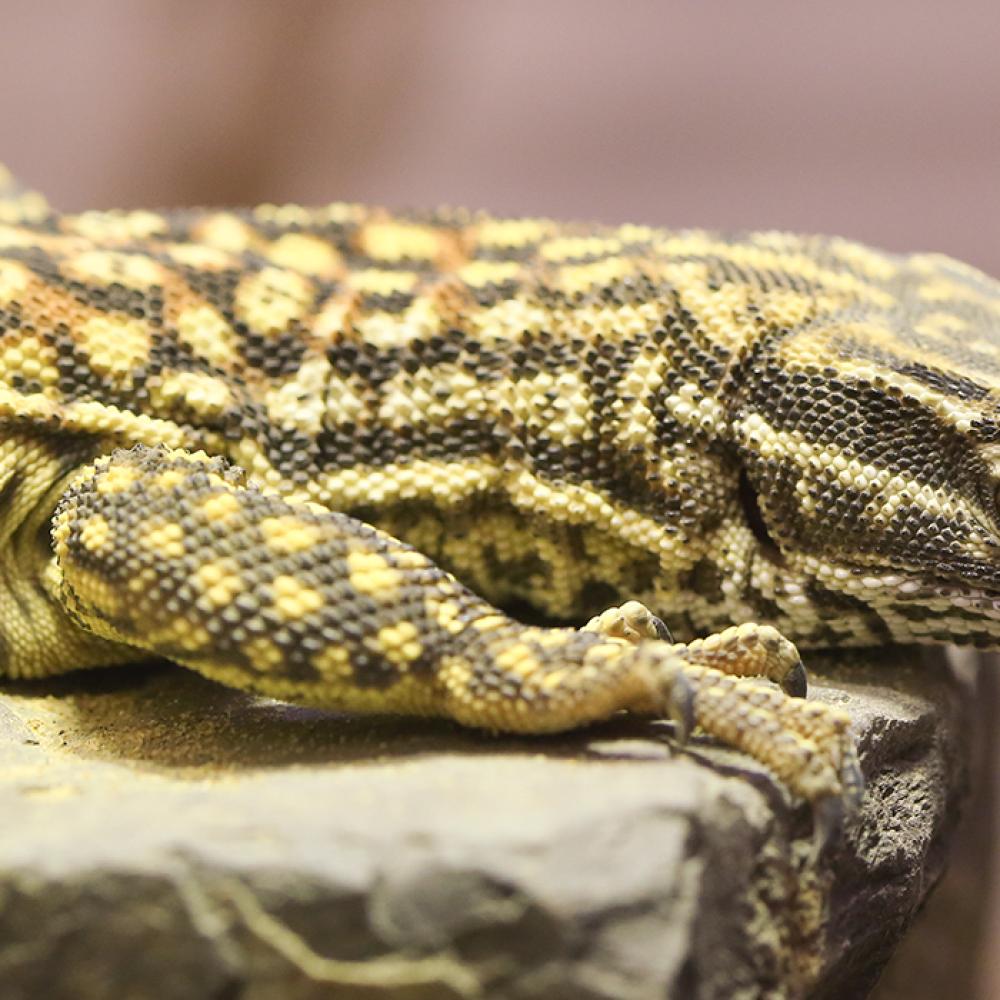 A lizard, called a spiny-tailed monitor, with a long body and tail, short legs, clawed digits and a spotted pattern of scales.