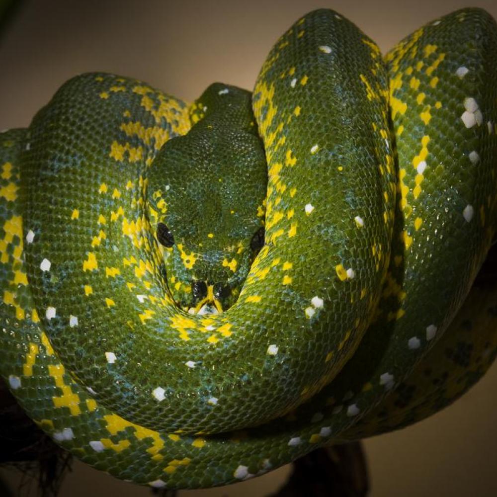 A green snake with bright yellow spots, called a green tree python, wrapped around a tree branch