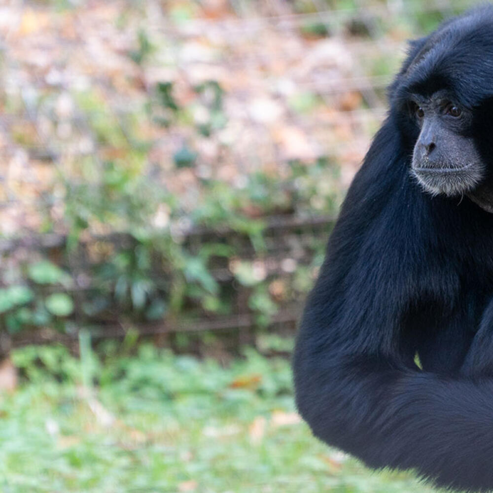 A medium-sized, black-furred gibbon, called a siamang, perched on a tree stump holding a piece of corn in each hand