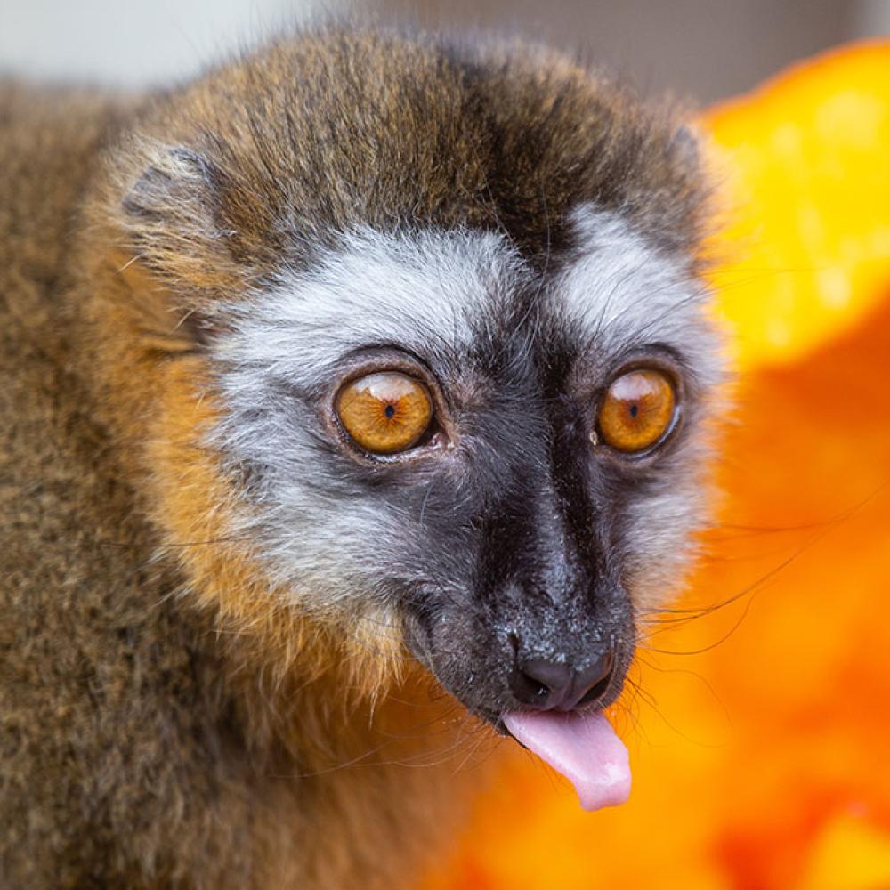A small, rust-colored lemur with thick fur crouches next to a pumpkin and sticks its tongue out