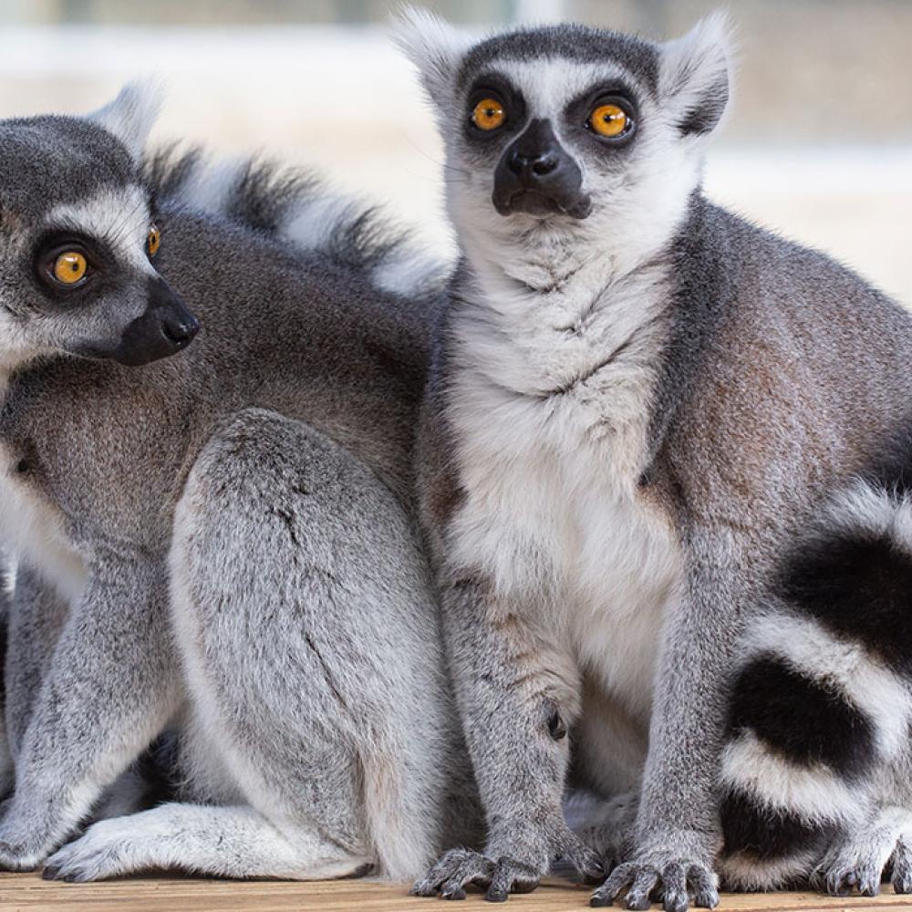 Two ring-tailed lemurs with thick fur, yellow eyes, and ringed tails sit close together on a small wooden deck