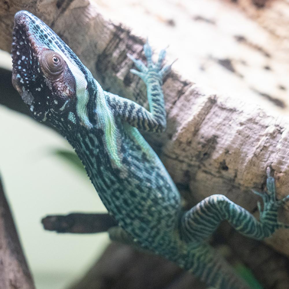 A small lizard called a Smallwood's anole crawls along the side of a piece of wood. It has blue-green mottled, scaly skin, small eyes and long digits with claws