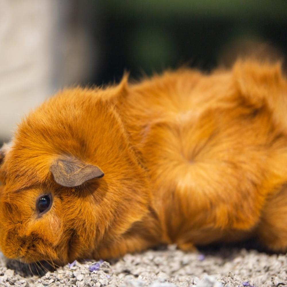 A guinea pig about the size of a large potato with soft fur and floppy ears