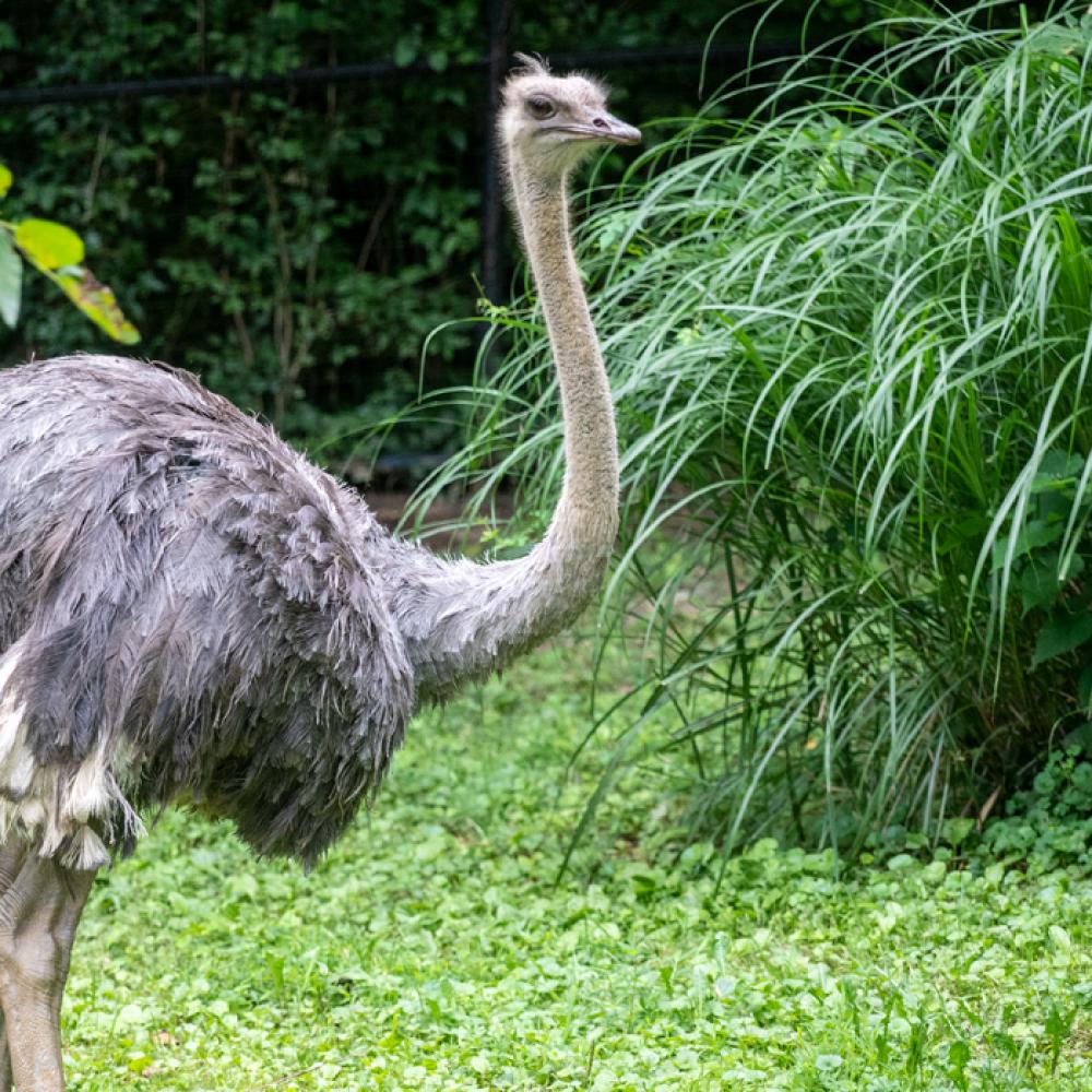 A side profile of a female ostrich walking on a green grass lawn. There are trees and a tall green bush behind the animal.