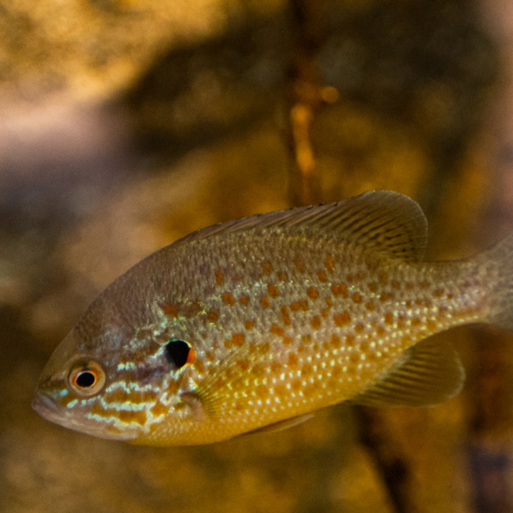 A pumpkinseed, a medium-sized, seed-shaped fish with a patch of blue scales near its face, swims through fresh water.