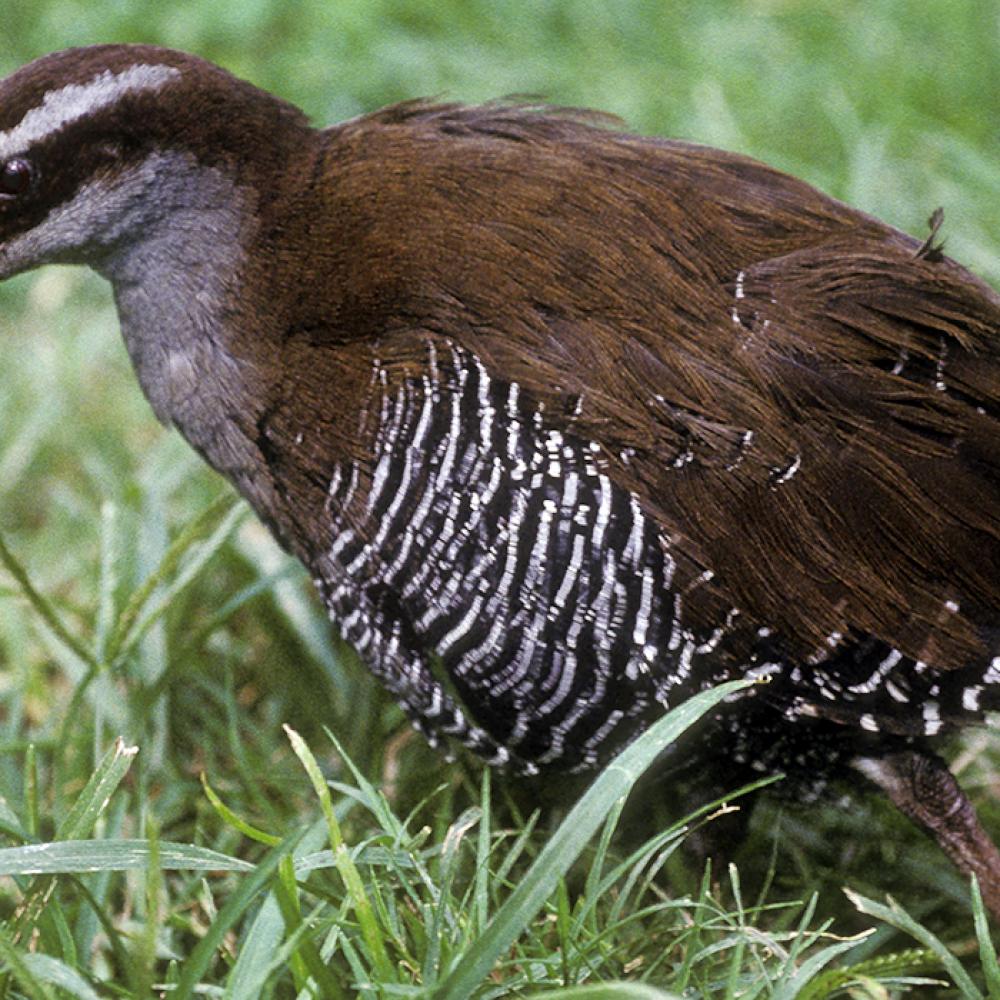 A Guam rail bird standing in the grass