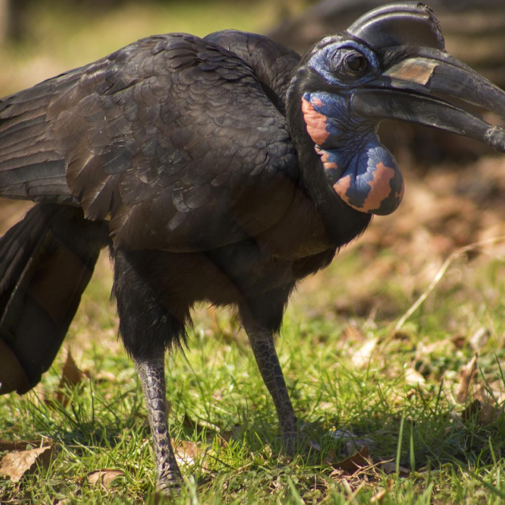 Meet the animals  Whipsnade Zoo