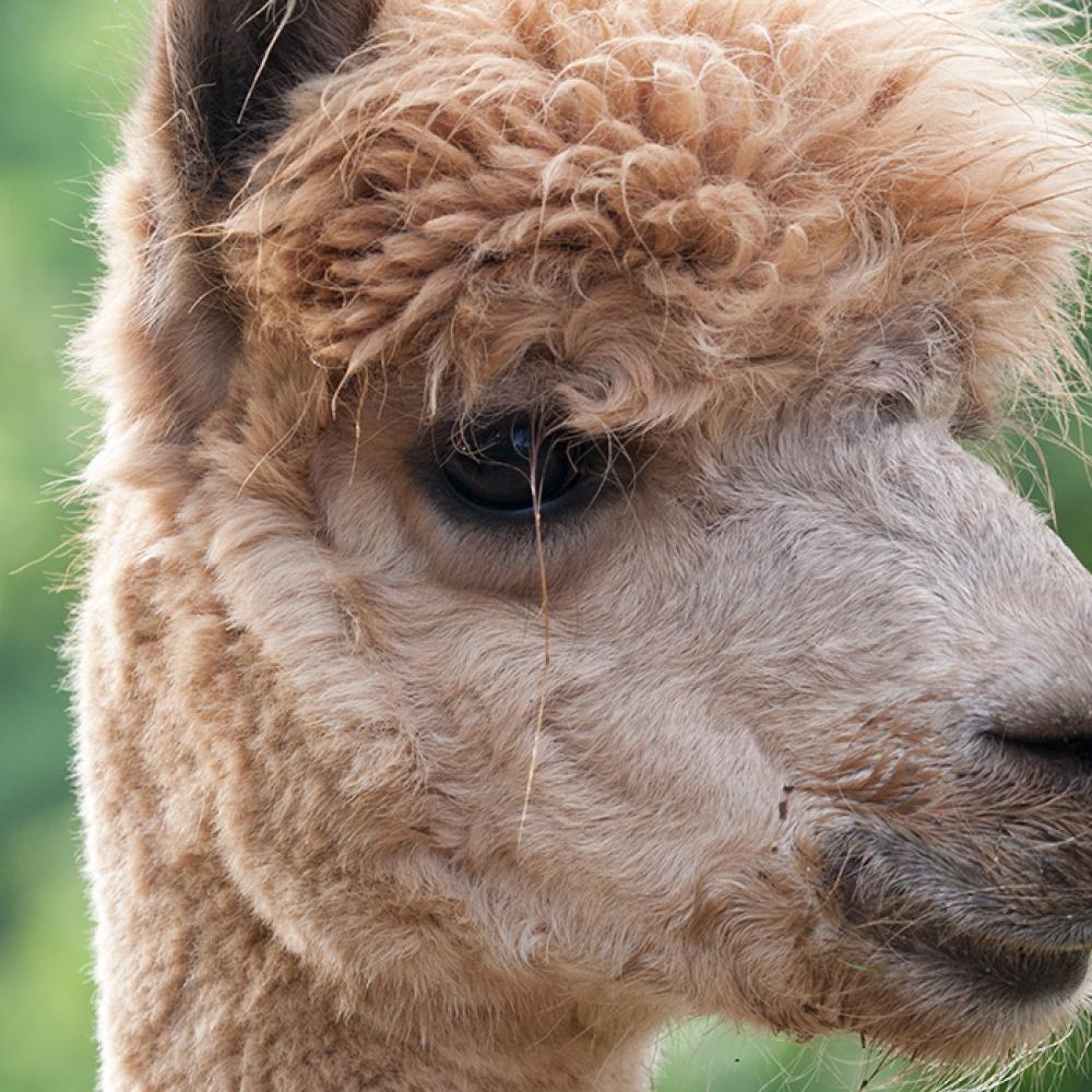 A close-up of a beige alpaca's face
