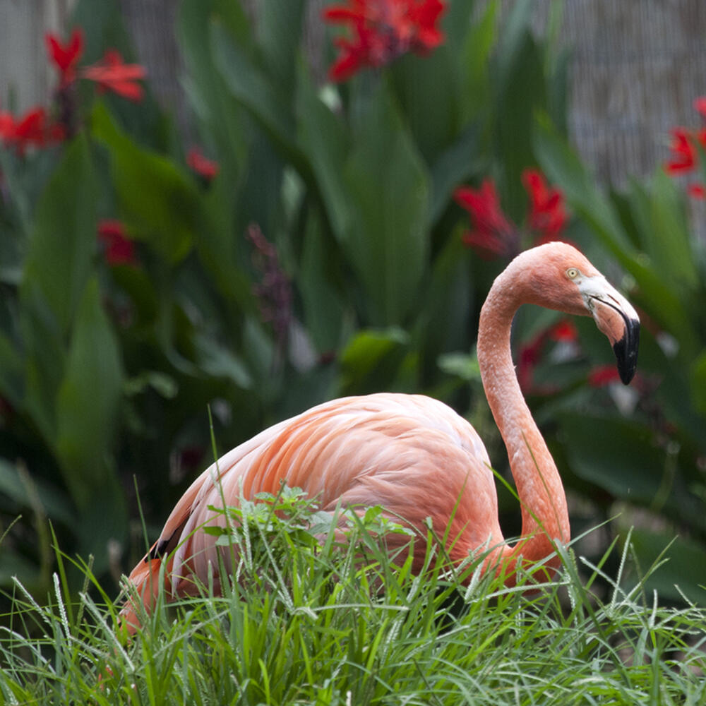 flamingo sitting in grass