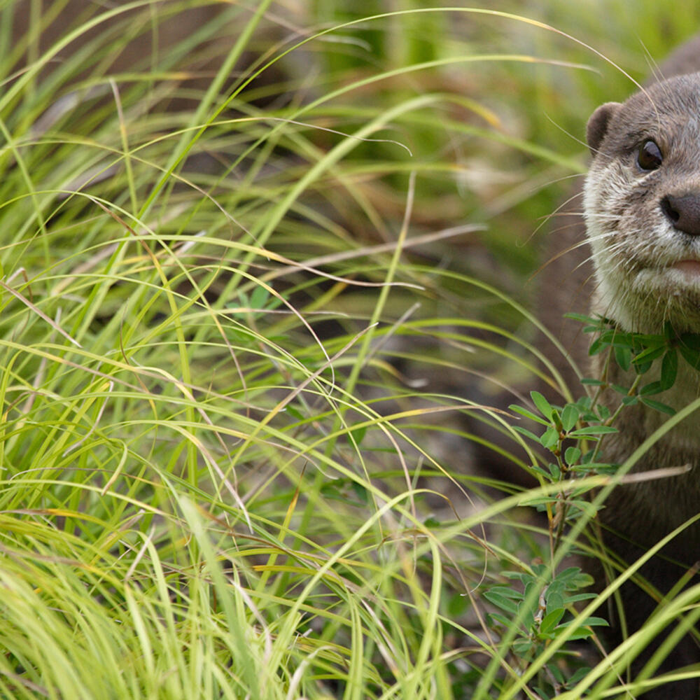 An Asian small-clawed otter in the grass. It is a weasel-like animal with small ears, whiskers, sleek, coarse fur, and a long tail.