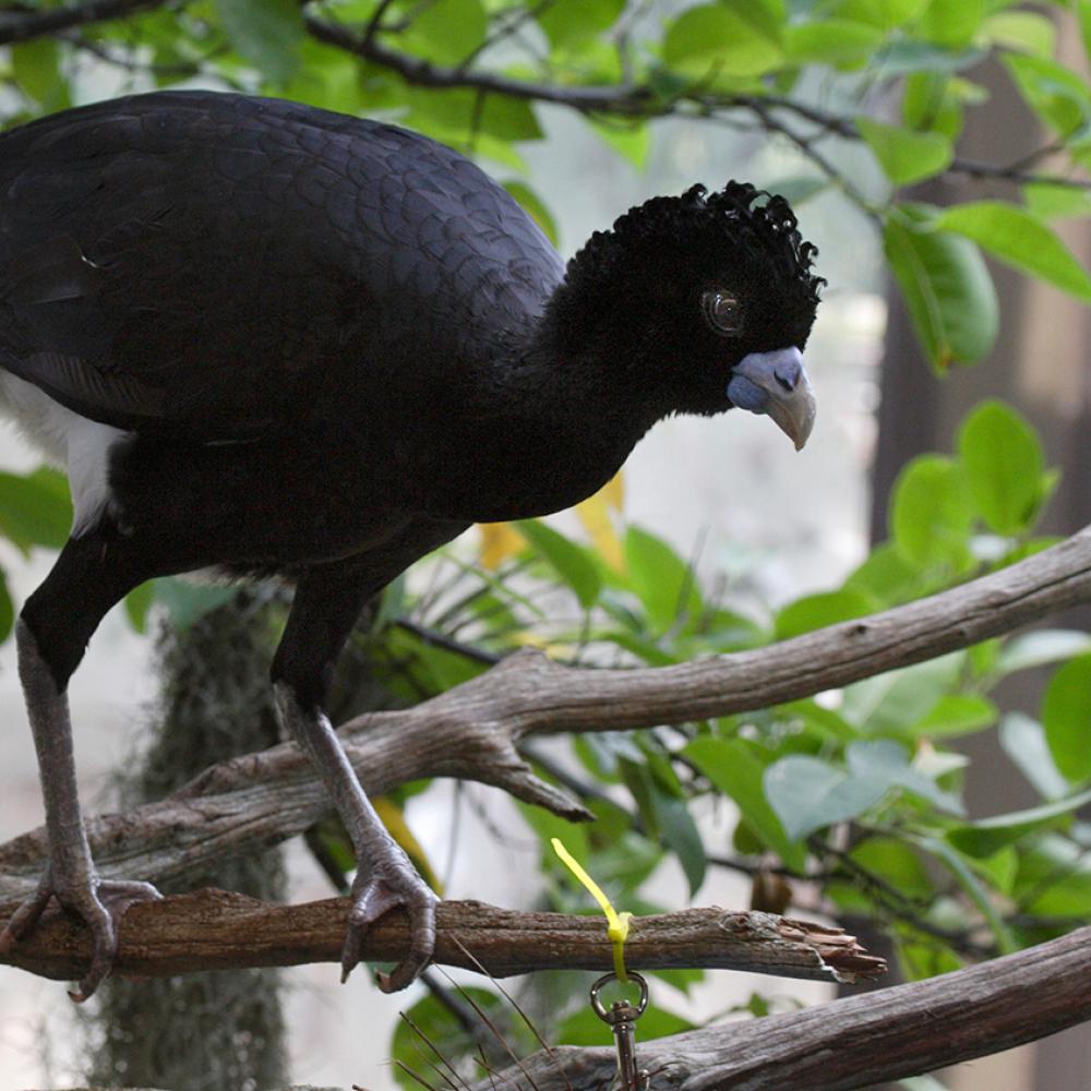 large black bird with a long tail and legs and a short, stubby bill perched on a branch