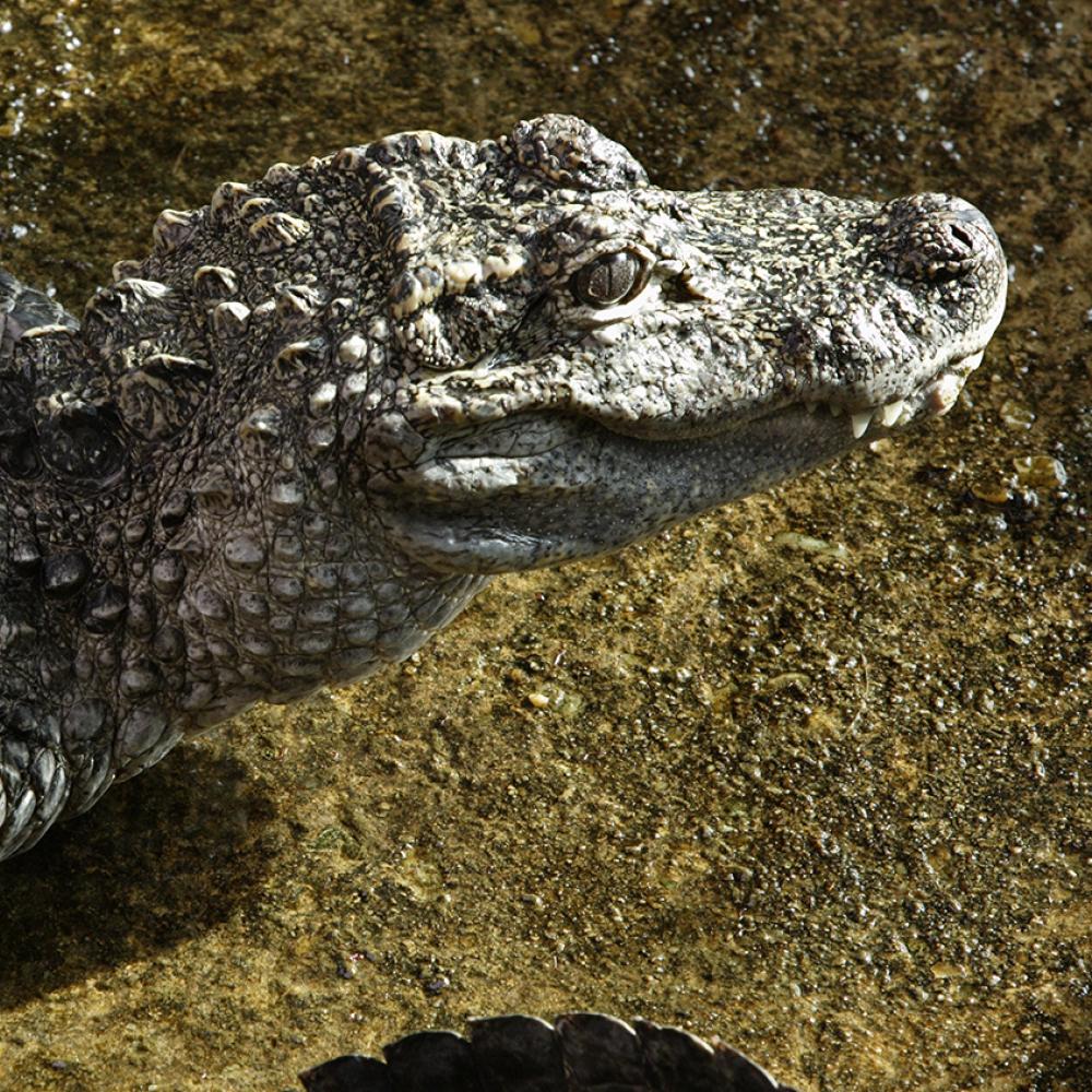 Upper body and head of a grayish alligator