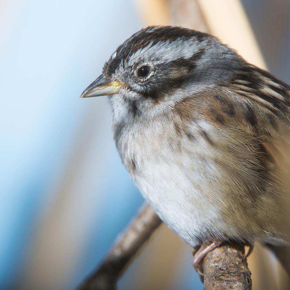 perched sparrow with a stubby, conical bill and mostly white breast with subtle hues of brown and gray on its face and back