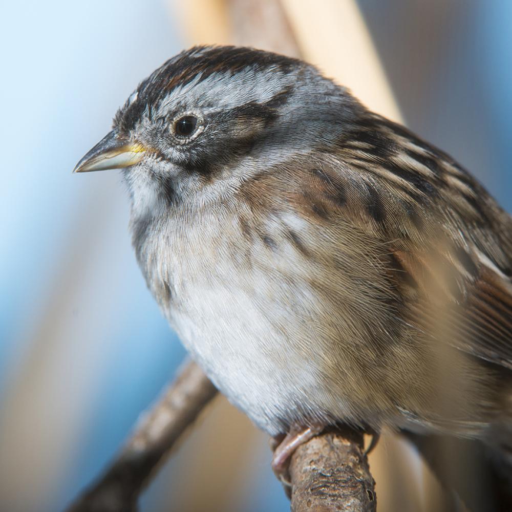 perched sparrow with a stubby, conical bill and mostly white breast with subtle hues of brown and gray on its face and back
