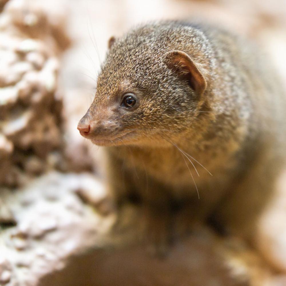 A dwarf mongoose standing on a rock