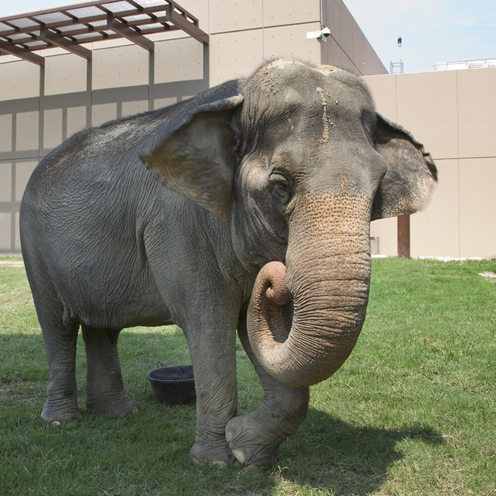 asian elephant