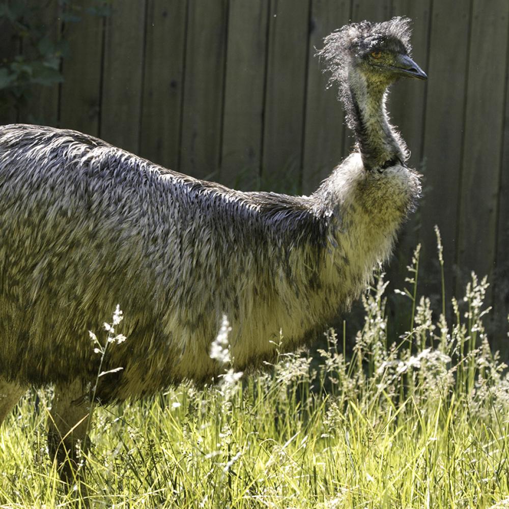 Huge, shaggy gray bird walking in long grass
