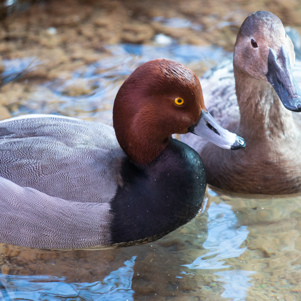Two ducks float in a pond in the Zoo's Bird House exhibit.