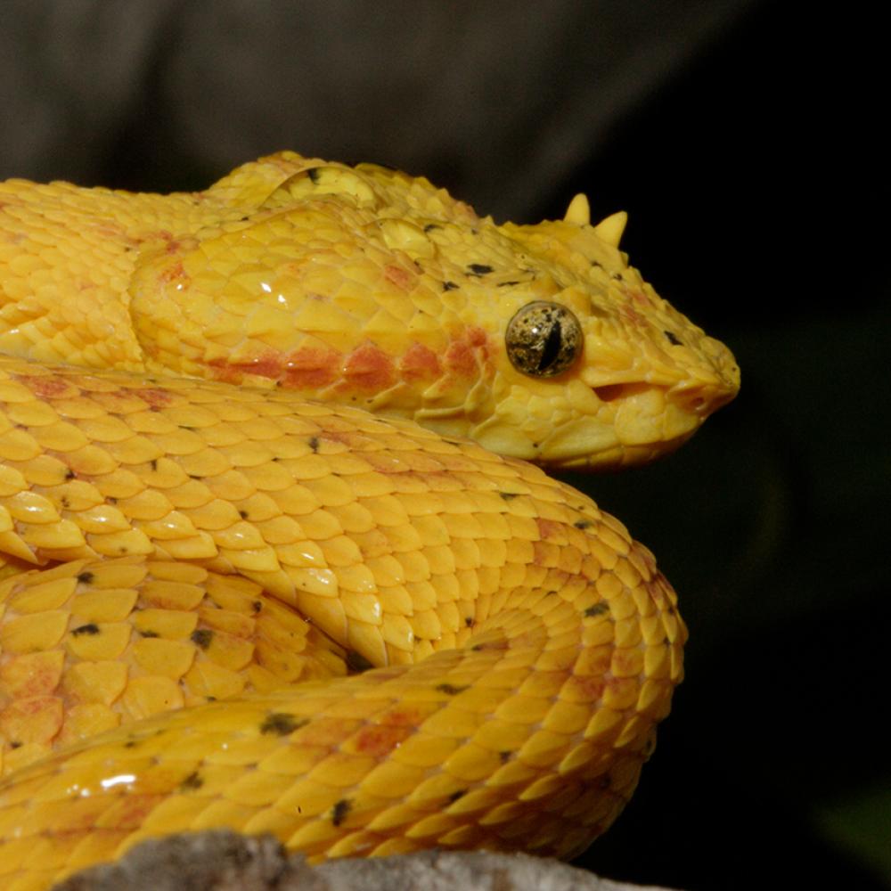 Coiled bright yellow snake with cat-like pupils