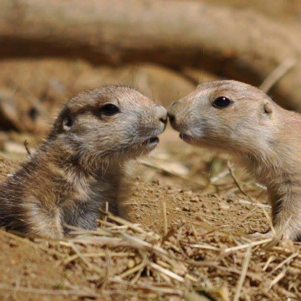 Two baby prairie dogs touching noses