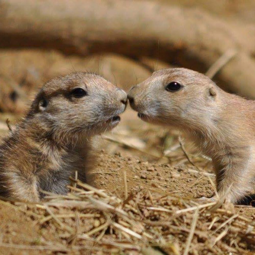 Two baby prairie dogs touching noses